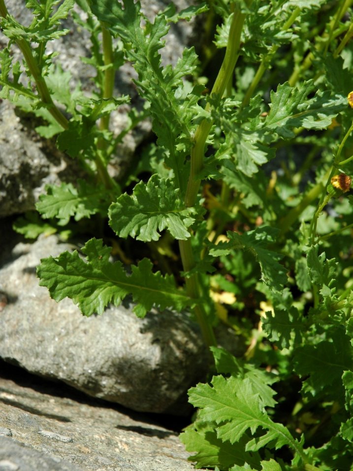 Senecio rupestris